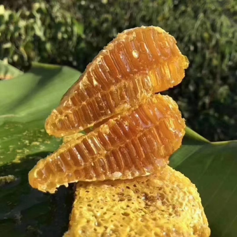 云南原始森林野生蜂蜜