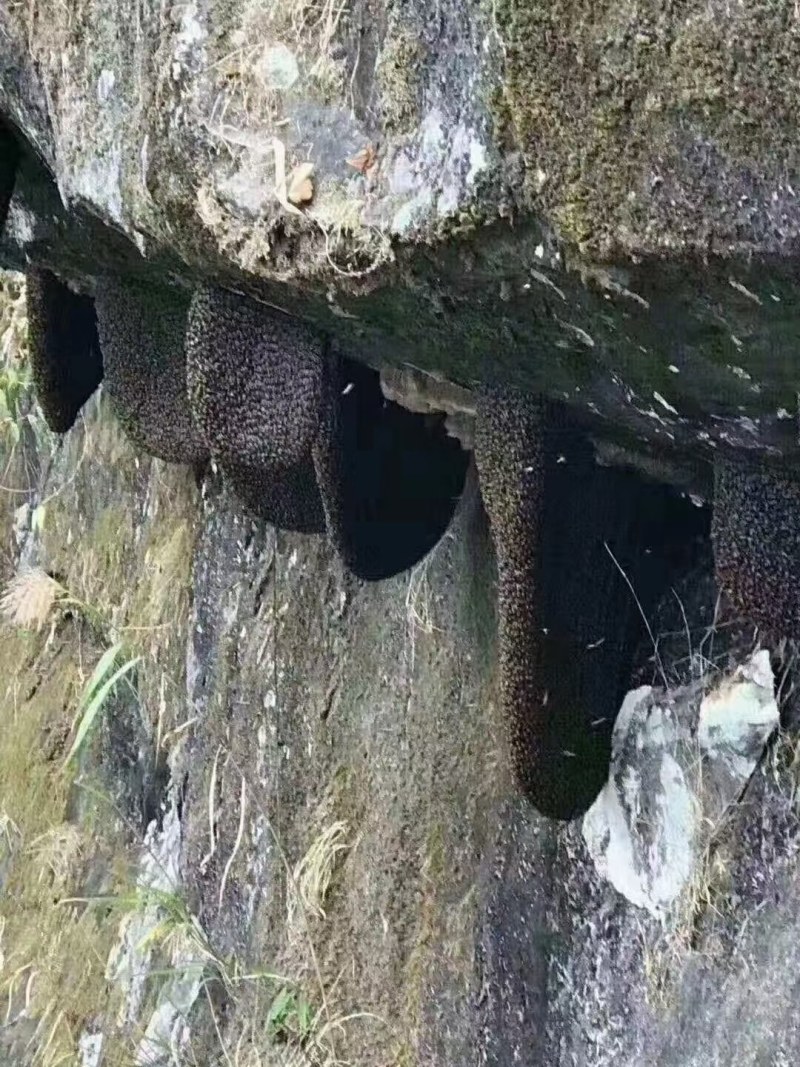 云南原始森林野生蜂蜜
