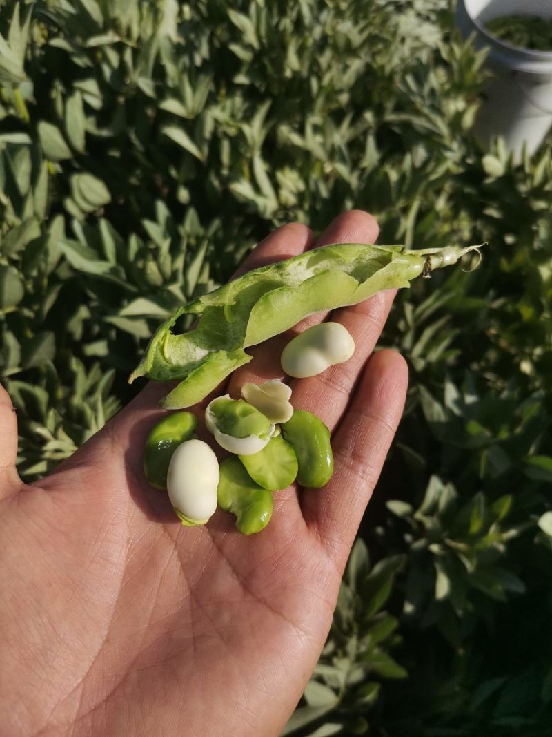 优质新鲜蚕豆胡豆罗汉豆干蚕豆新货上市货源充足价格美丽