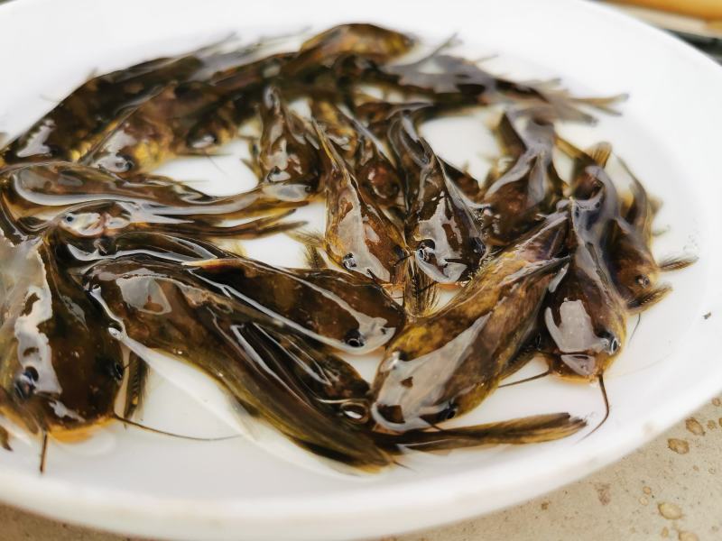 【产地直销】杂交黄骨鱼苗黄辣丁黄颡鱼苗水花