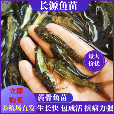 【产地直销】杂交黄骨鱼苗黄辣丁黄颡鱼苗水花