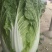 黄心大白菜，产地各种蔬菜供应各种季节性蔬菜