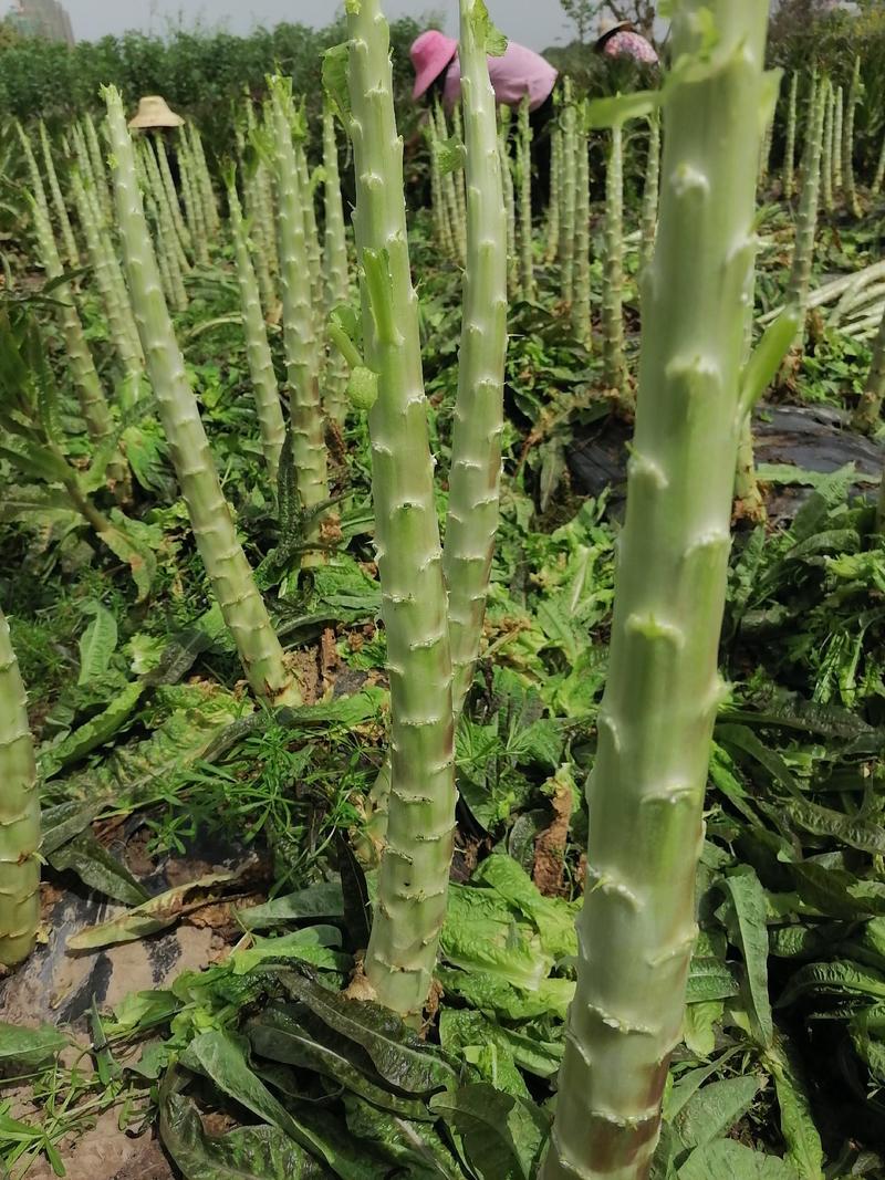 莴笋肉大量供应市场，电商，加工厂