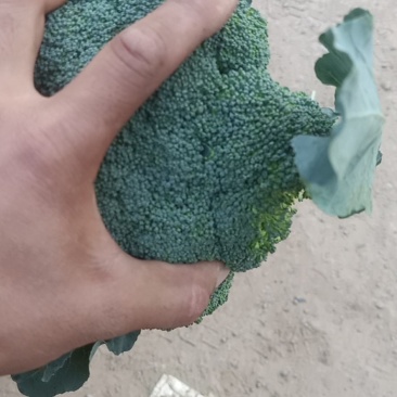 西兰花耐寒优秀西兰花基地直供二指把西兰花