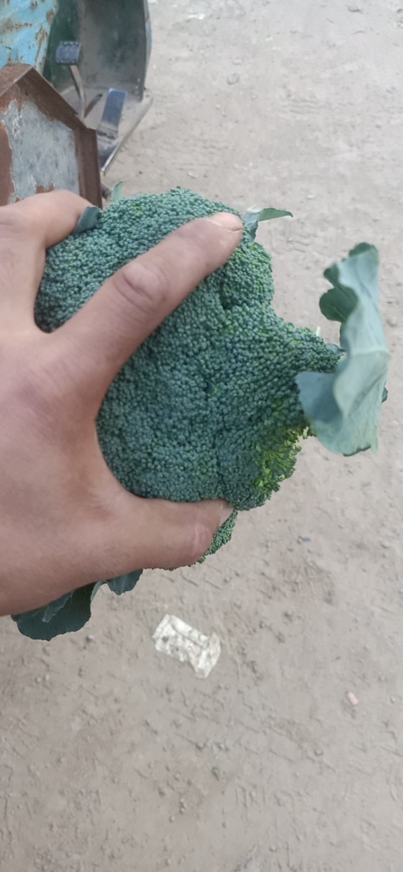 西兰花耐寒优秀西兰花基地直供二指把西兰花