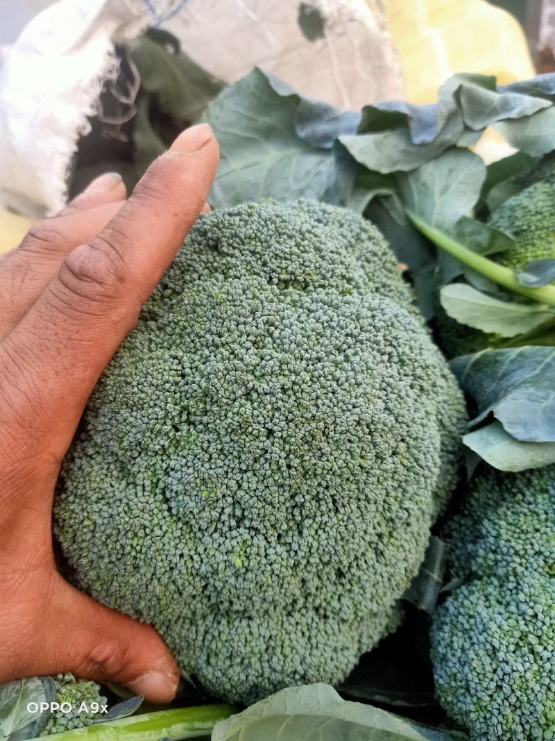 西兰花耐寒优秀西兰花基地直供二指把西兰花