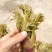 刺老芽。野生刺老芽.刺笼包.刺嫩芽。四川大凉山野生刺嫩芽