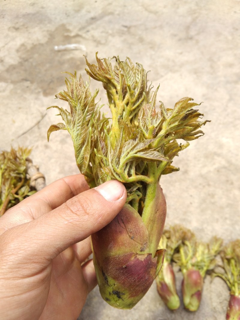 刺老芽。野生刺老芽.刺笼包.刺嫩芽。四川大凉山野生刺嫩芽