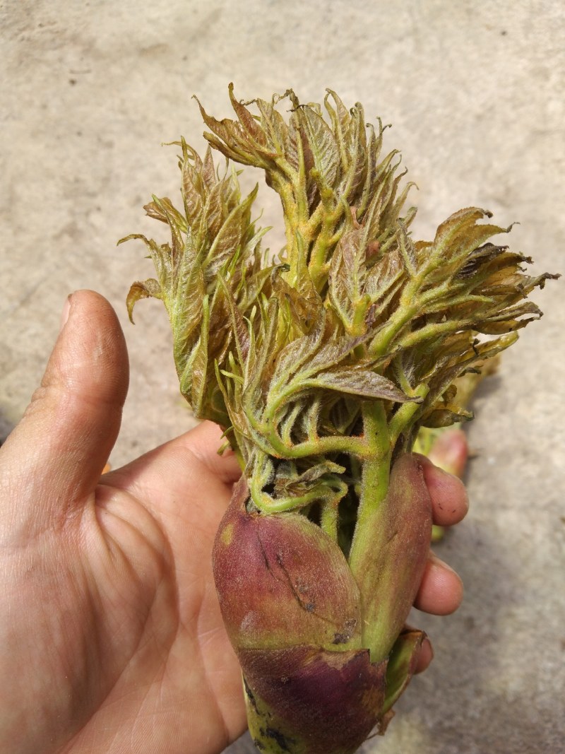 刺老芽。野生刺老芽.刺笼包.刺嫩芽。四川大凉山野生刺嫩芽