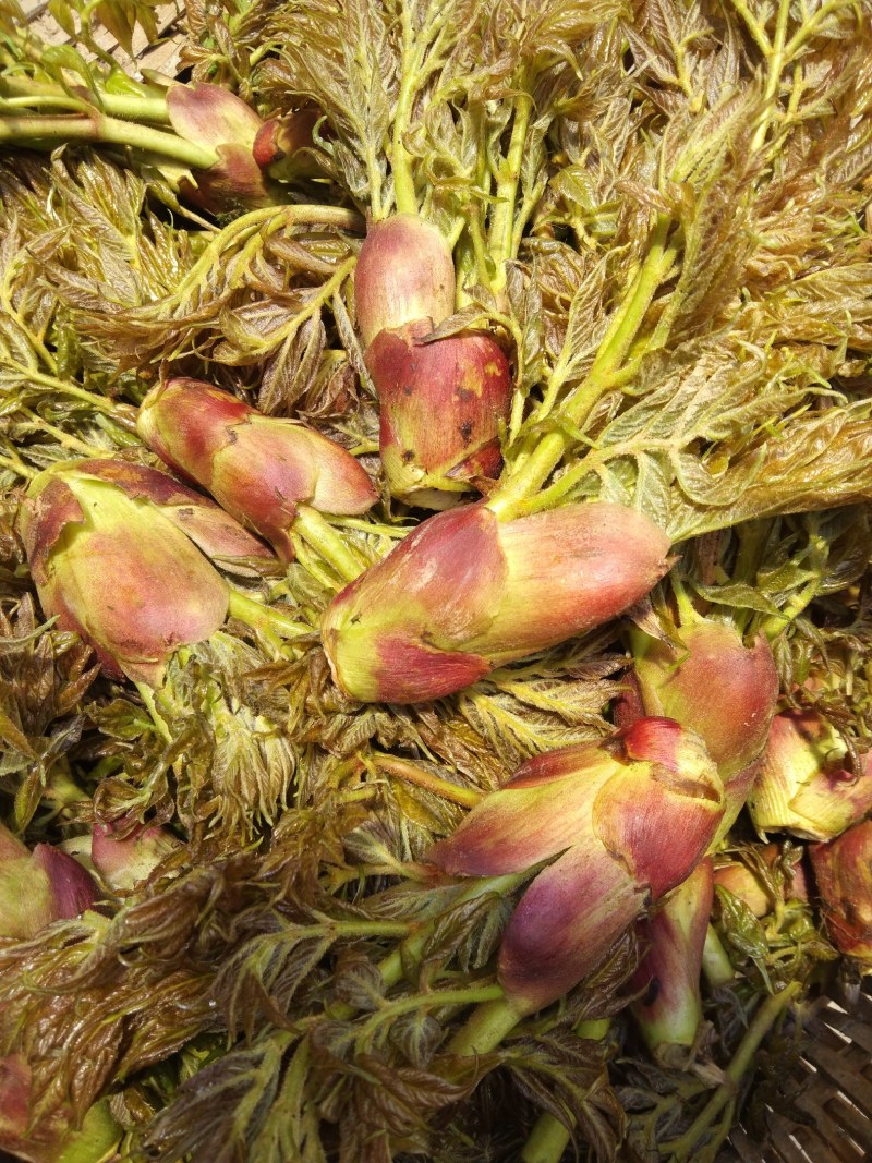 刺老芽。野生刺老芽.刺笼包.刺嫩芽。四川大凉山野生刺嫩芽