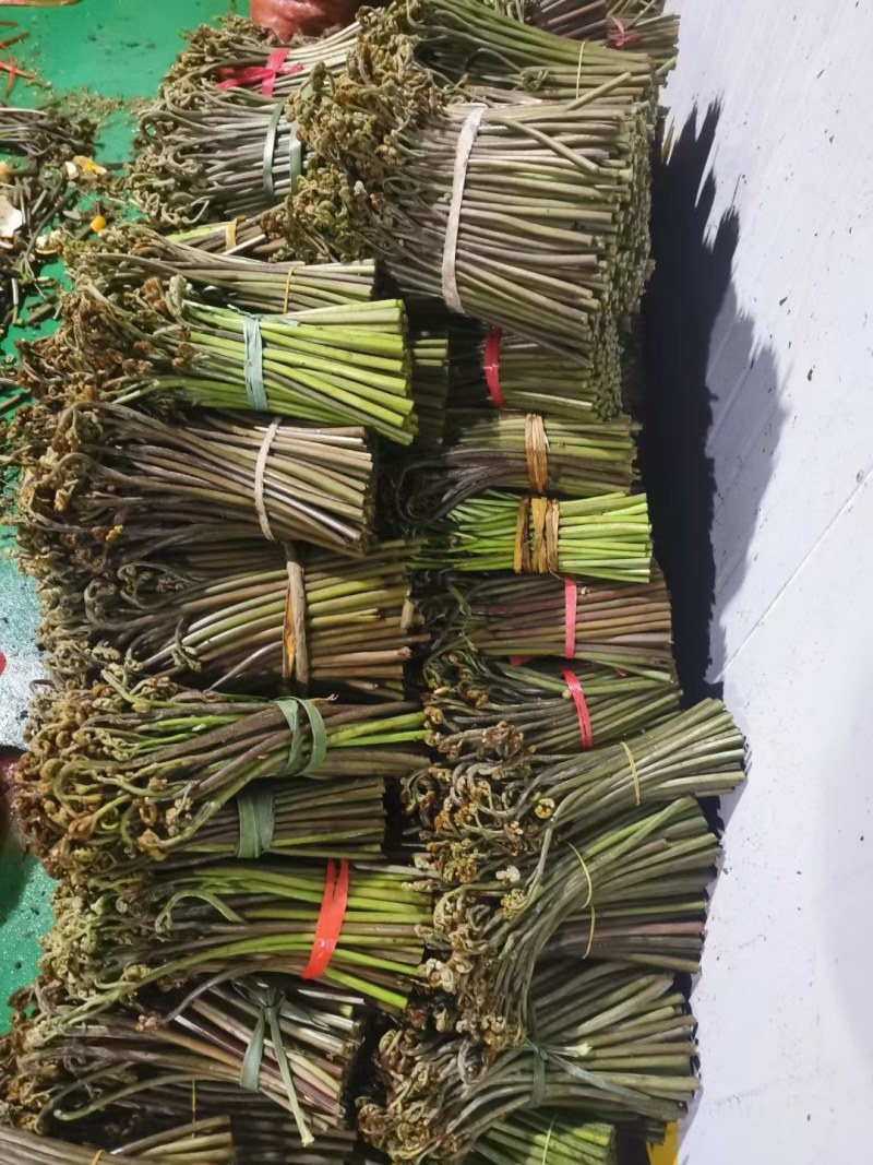 蕨菜，龙爪菜，高海拔蕨菜，高山蕨菜。蕨菜现采现发