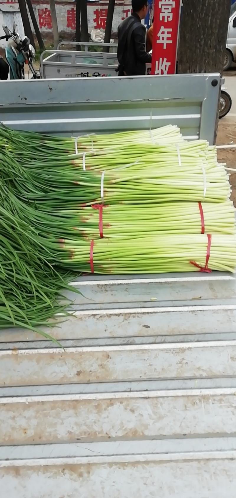 红帽早熟蒜苔，周口蒜苔，河南蒜苔，淮阳蒜苔，