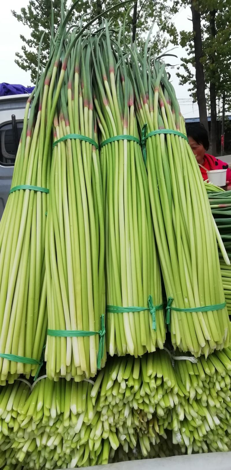 红帽早熟蒜苔，周口蒜苔，河南蒜苔，淮阳蒜苔，