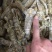 熟冻皮皮虾，虾爬活体加工(只只带膏)一斤/盒装