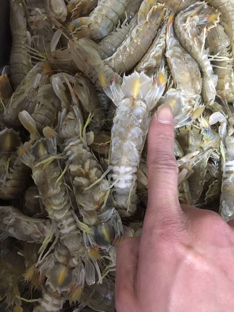 熟冻皮皮虾，虾爬活体加工(只只带膏)一斤/盒装