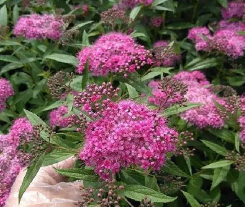 基地供应粉花绣线菊绿化园林花卉工程绣线菊货源供应