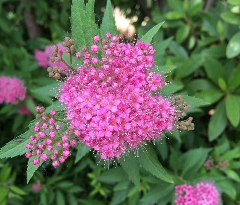 基地供应粉花绣线菊绿化园林花卉工程绣线菊货源供应