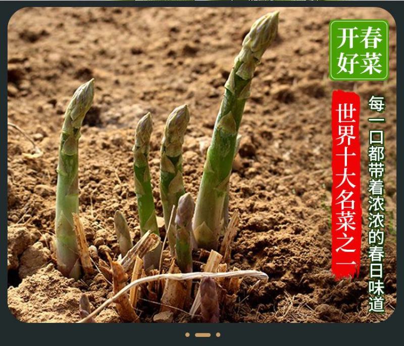 芦笋苗芦笋根白芦笋青芦笋基地直发，全程技术指导一件代发