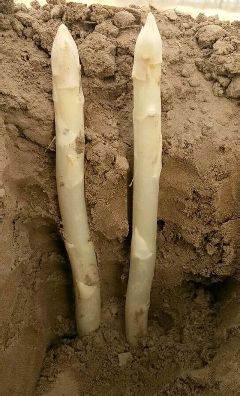 芦笋苗芦笋根白芦笋青芦笋基地直发，全程技术指导一件代发