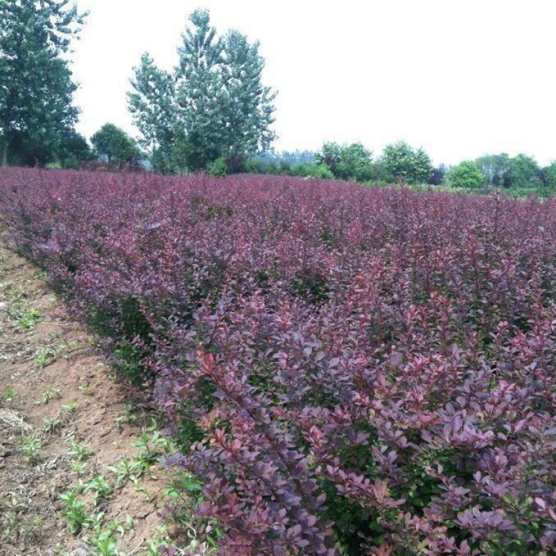 红叶小波，40高度红叶小波直销，红叶小波基地，红叶小波