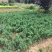 基地供应铺地柏苗绿化工程园艺价格优惠