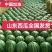 原棚西瓜【甜王】产地一手货源头茬甘甜大量上市
