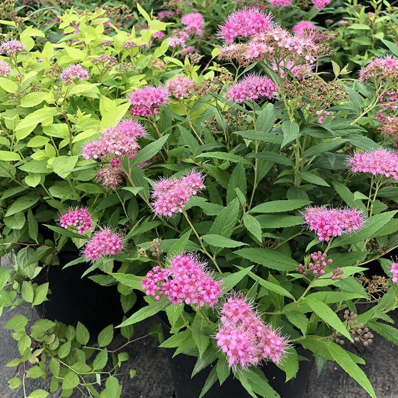 基地供应粉花绣线菊绿化园林花卉工程绣线菊货源供应