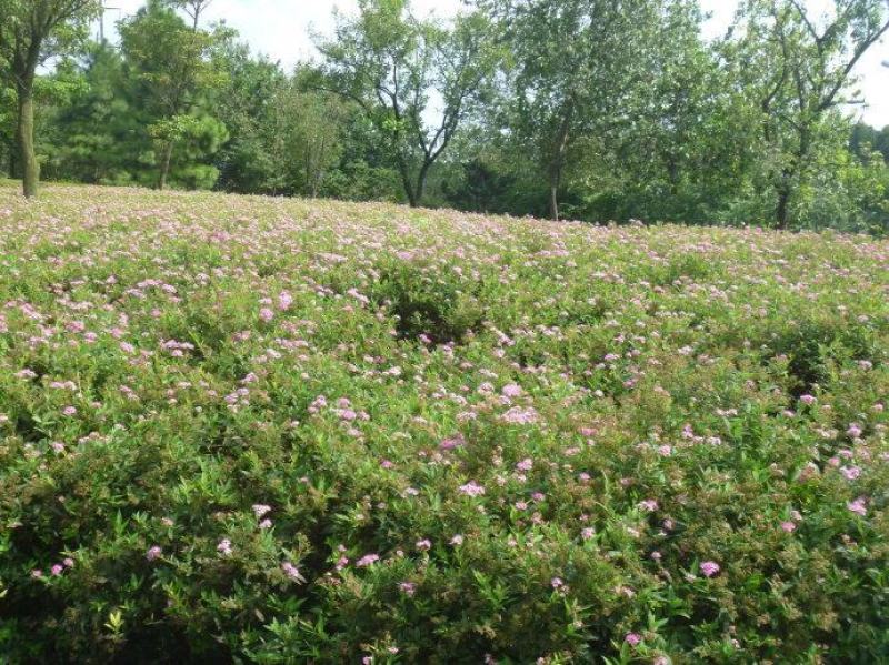 基地供应粉花绣线菊绿化园林花卉工程绣线菊货源供应