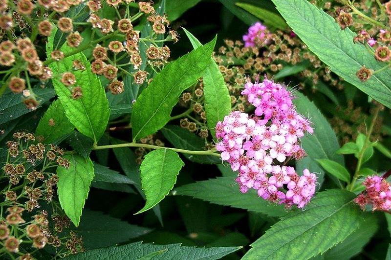 基地供应粉花绣线菊绿化园林花卉工程绣线菊货源供应