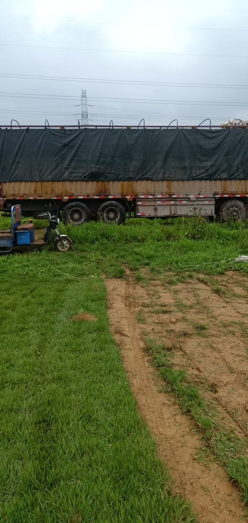 兰引三号，球场专用兰引三号草又名日本结缕草，原产于亚
