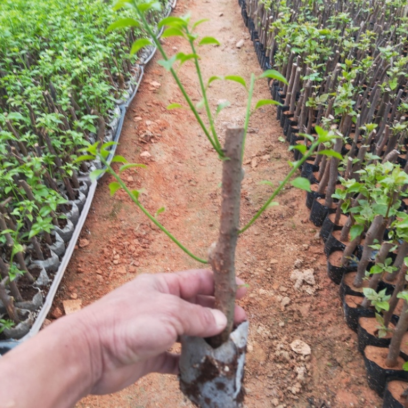 三角梅苗基地直供多年的种植经验售后有保障成活率高
