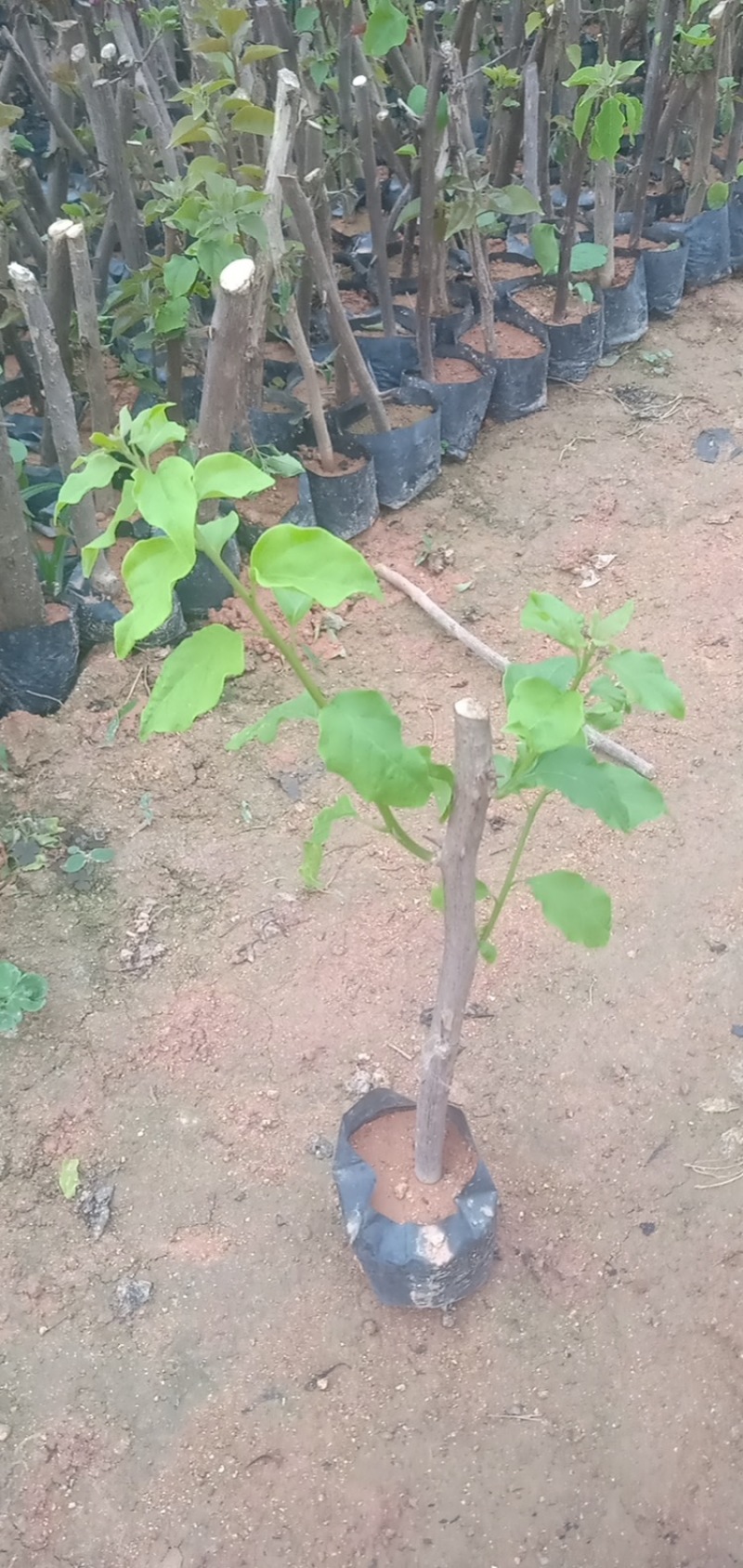 三角梅苗基地直供多年的种植经验售后有保障成活率高