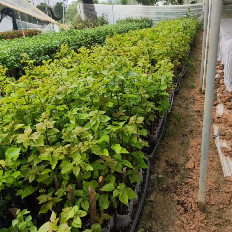 三角梅苗基地直供多年的种植经验售后有保障成活率高