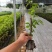 三角梅苗基地直供多年的种植经验售后有保障成活率高