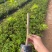 三角梅苗基地直供多年的种植经验售后有保障成活率高