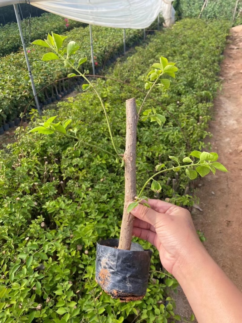 三角梅苗基地直供多年的种植经验售后有保障成活率高