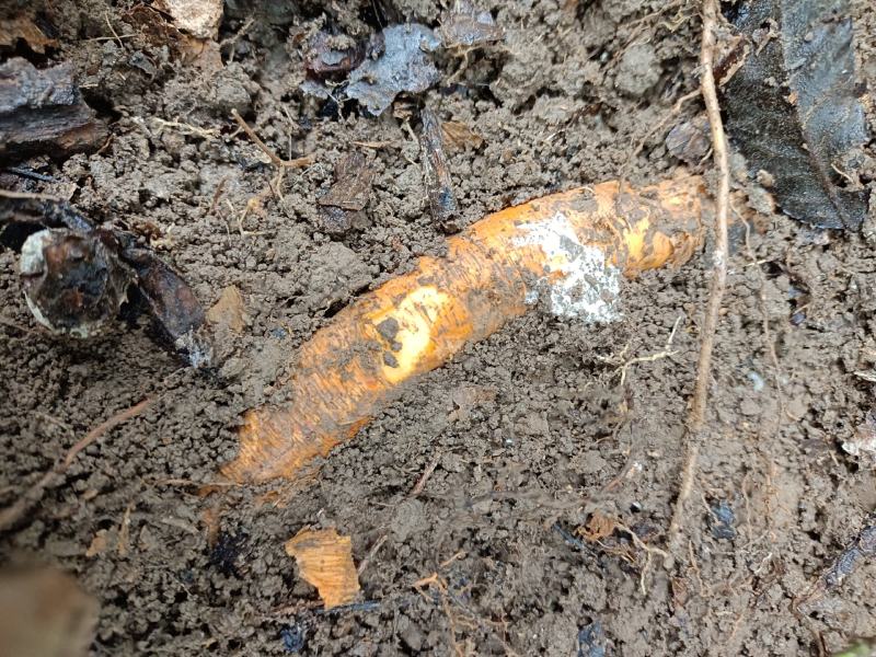 野生红穿破石根条，质量好，要货上山现采。