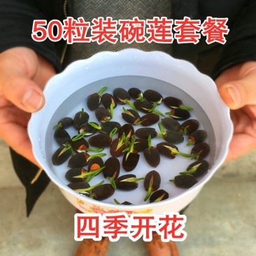 已开口碗莲种子水培植物室内阳台花卉水生水养睡莲花四季开花