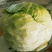 小铁头(莲花白)