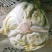 小铁头(莲花白)