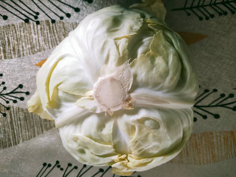 小铁头(莲花白)