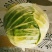 小铁头(莲花白)