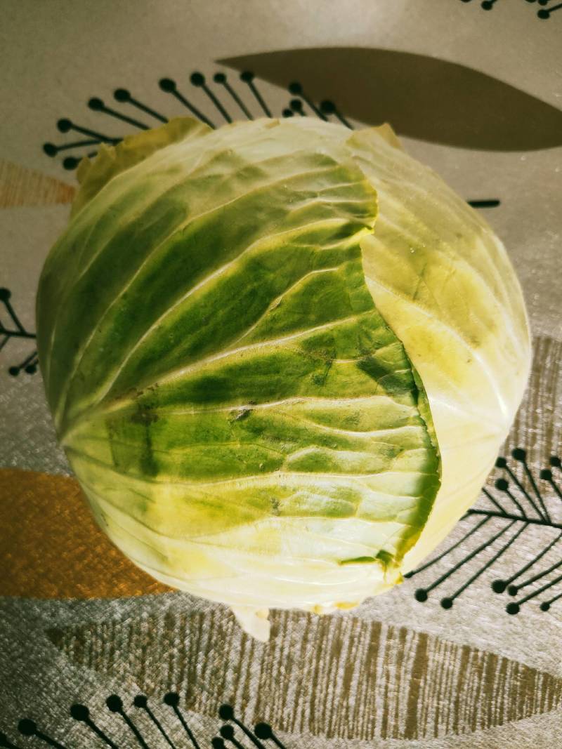 小铁头(莲花白)