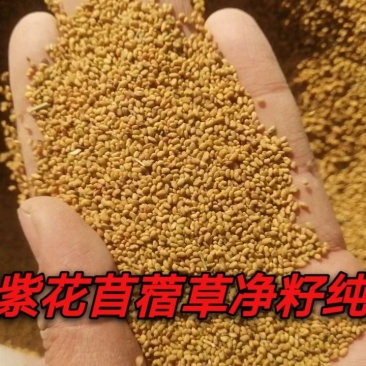 苜蓿籽苜蓿种子苜蓿草种子进口种子甘肃玉门大叶片苜蓿