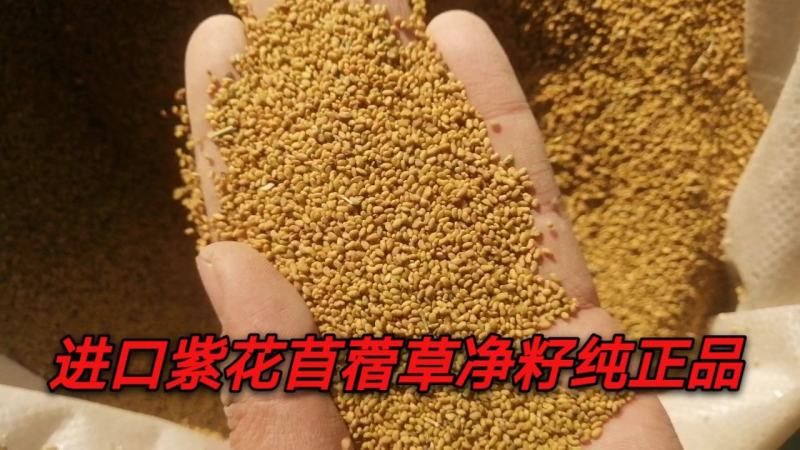 苜蓿籽苜蓿种子苜蓿草种子进口种子甘肃玉门大叶片苜蓿