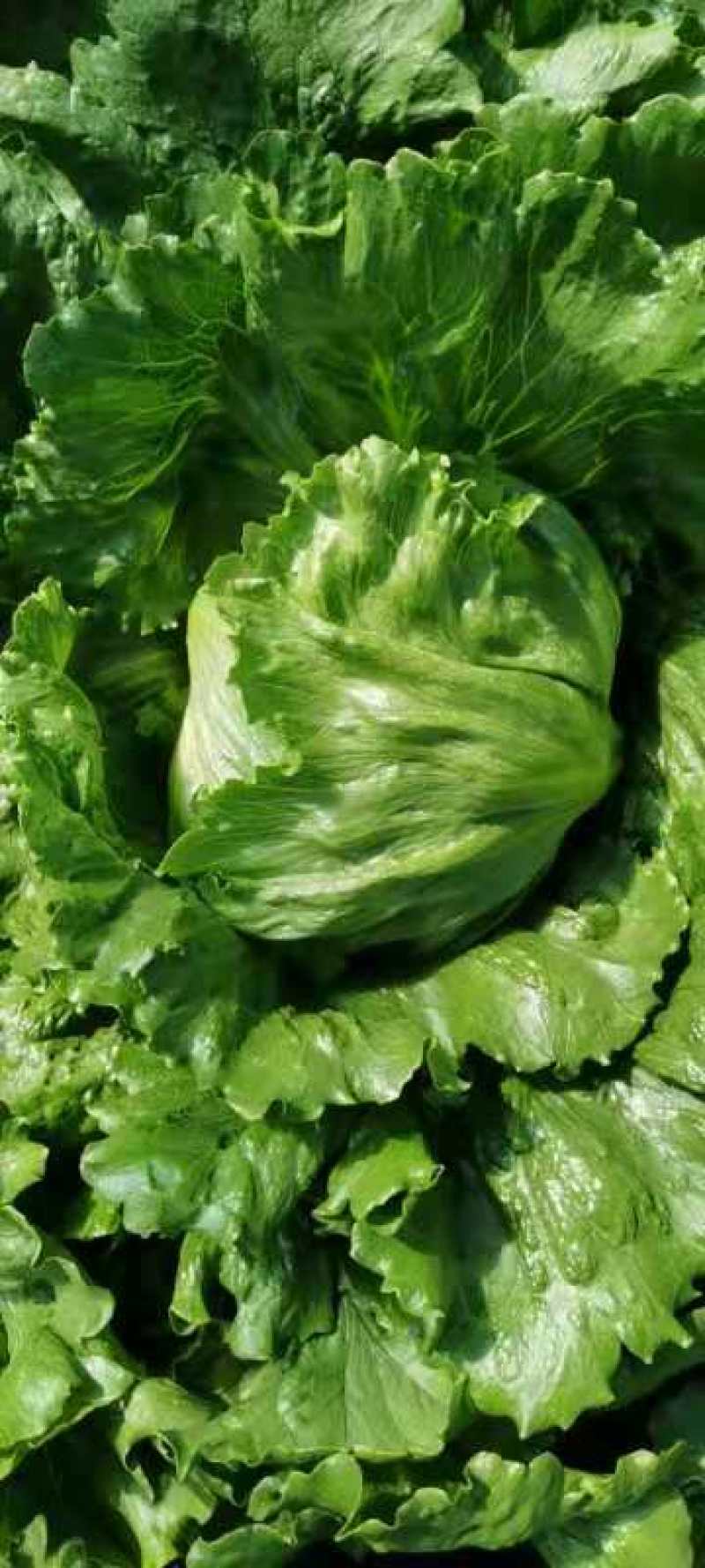 球生菜