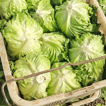 球生菜