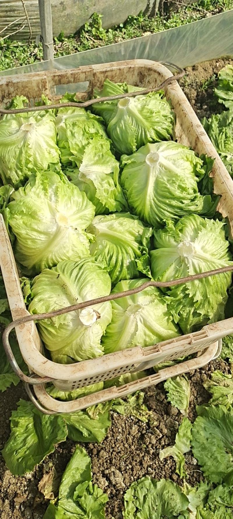 球生菜
