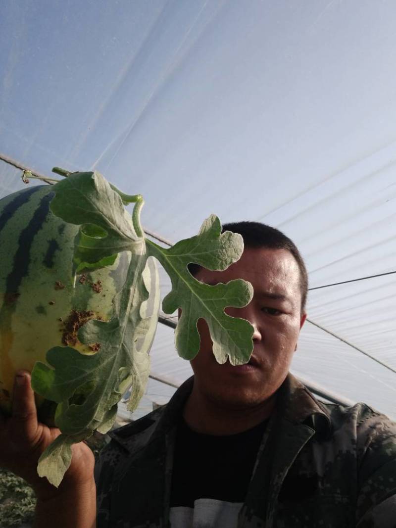 山东滨州甜王西瓜，一手货源，可大量供货，选购老板实地看货