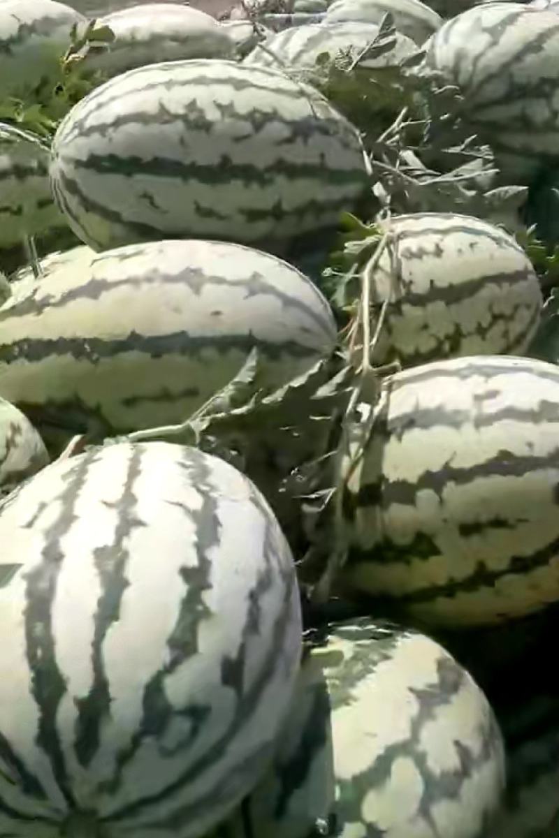 山东滨州甜王西瓜，一手货源，可大量供货，选购老板实地看货